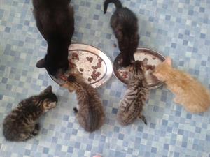 Opvangcentrum Agnieszka’s voor katten