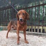 Archie