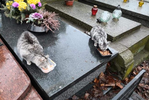 Kattenkerkhof